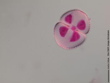 S029 100x.JPG